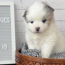 Gwen - Merle female Pomsky puppy in Long Grove, Illinois from Windy City Pomsky