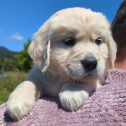 Purple - Light golden female Golden Retriever puppy in Roseburg, Oregon from Unbound Goldens