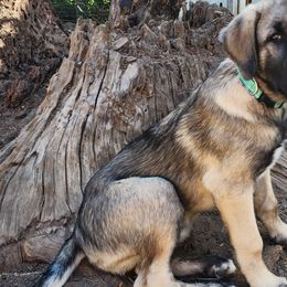 Teal Collar Boy - Gray fawn Anatolian Shepherd Dog puppy in Willamina, Oregon from Maple Creek Farm