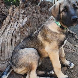 Teal Collar Boy - Gray fawn Anatolian Shepherd Dog puppy in Willamina, Oregon from Maple Creek Farm