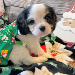 Cavalier King Charles Spaniel Puppies from Krawczyk's House of Cavaliers