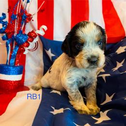 RB1 - Tri-Roan male English Springer Spaniel puppy in Britton, South Dakota from K&S Canines