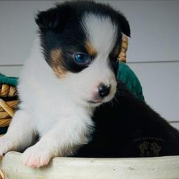 Moon Pie - Black tri male Miniature Australian Shepherd puppy in Liberty Hill, Texas from Stone & Sage ATX Toy & Mini Aussies
