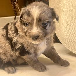 Latte - Blue merle female Miniature Australian Shepherd puppy in White Plains, Kentucky from Garrett’s Ridge Farm