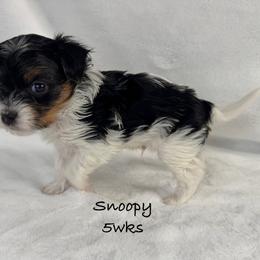 Snoopy - Parti male Yorkshire Terrier puppy in Waldorf, Maryland from Luv My Yorkies, LLC