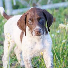 German Shorthaired Pointer and Labrador Retriever Puppies from LL Gun Dogs, LLC