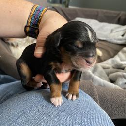 GJ - Black tri male Miniature Australian Shepherd puppy in Gunnison, Colorado from McMillan Aussies