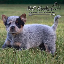 Lyric - Blue speckled female Australian Cattle Dog puppy in Waxahachie, Texas from MC Heelers