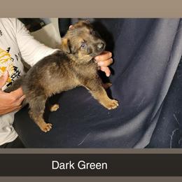 DARK GREEN - Black and tan male German Shepherd puppy in Willoughby, Ohio from WolfPackk