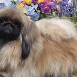 CINDY - Pekingese