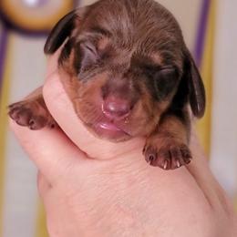 Girl 2 - Chocolate and tan female Dachshund puppy in Mountain Grove, Missouri from Blueprint K9 Dachshunds- www.BlueprintK9.com