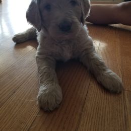 Bernedoodle and Goldendoodle Puppies from Cookies and Cream Doodles