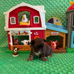 Asher - Chocolate and tan male Shih Tzu puppy in Success, Missouri from Sweet Success
