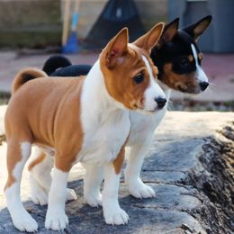 Basenji Puppies from Malachite Basenjis