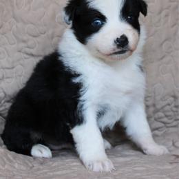 Taki - Black tri-color female Australian Shepherd puppy in Laurel, Mississippi from Reeves Australian Shepherds