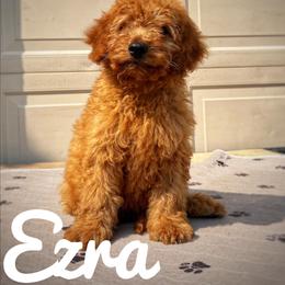 Ezra - Red  male Goldendoodle puppy in Middleton, Idaho from Gem State Doodles