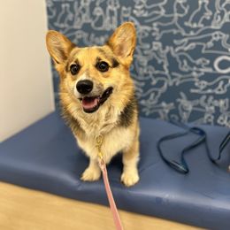 Ava - Pembroke Welsh Corgi