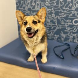 Ava - Pembroke Welsh Corgi