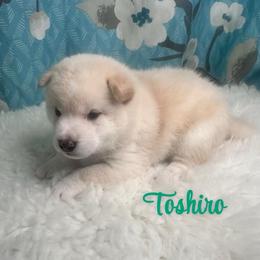 Toshiro - Cream male Shiba Inu puppy in Inverness, Florida from Shore Thing Shiba’s