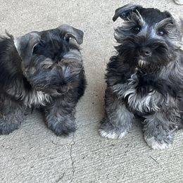 Miniature Schnauzer Puppies from Sugarbaby Kennel