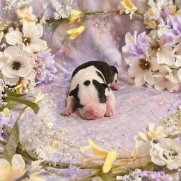 Classic Dot Black n White Girl - Black and white female Boston Terrier puppy in San Antonio, Texas from JT Bostons