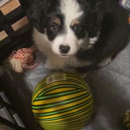 Toy Australian Shepherd Puppies from MN Pomme De Terre Aussies