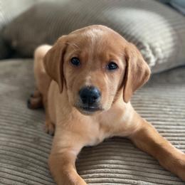 Blitzen-Gray boy - Yellow male Labrador Retriever puppy in Twin Falls, Idaho from Whispering White Pines Labradors