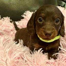 Annie - Chocolate and tan female Dachshund puppy in Carrollton, Illinois from Kelly's Doxies