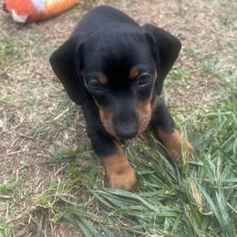 Dachshund Puppies from Dapper Doxies