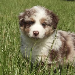 Peter - Red merle Australian Shepherd puppy in Kidder, Missouri from Sheep Creek Aussies