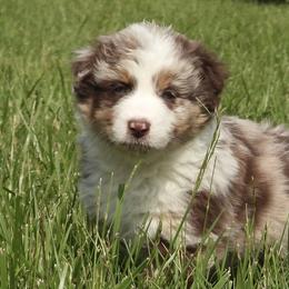 Peter - Red merle Australian Shepherd puppy in Kidder, Missouri from Sheep Creek Aussies
