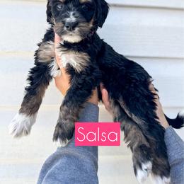 Salsa - Tri-color female Bernedoodle puppy in Rose Hill, North Carolina from Red Door Canines