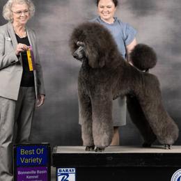 Poodles from Bardsong Standard Poodles