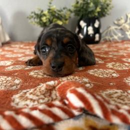 Tonkotsu - Dapple female Dachshund puppy in Temecula, California from Naomi Magee's Dachshund Kennel