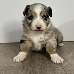 Cookie dough - female Miniature Australian Shepherd puppy in Reidsville, North Carolina from Cherry Grove Kennel