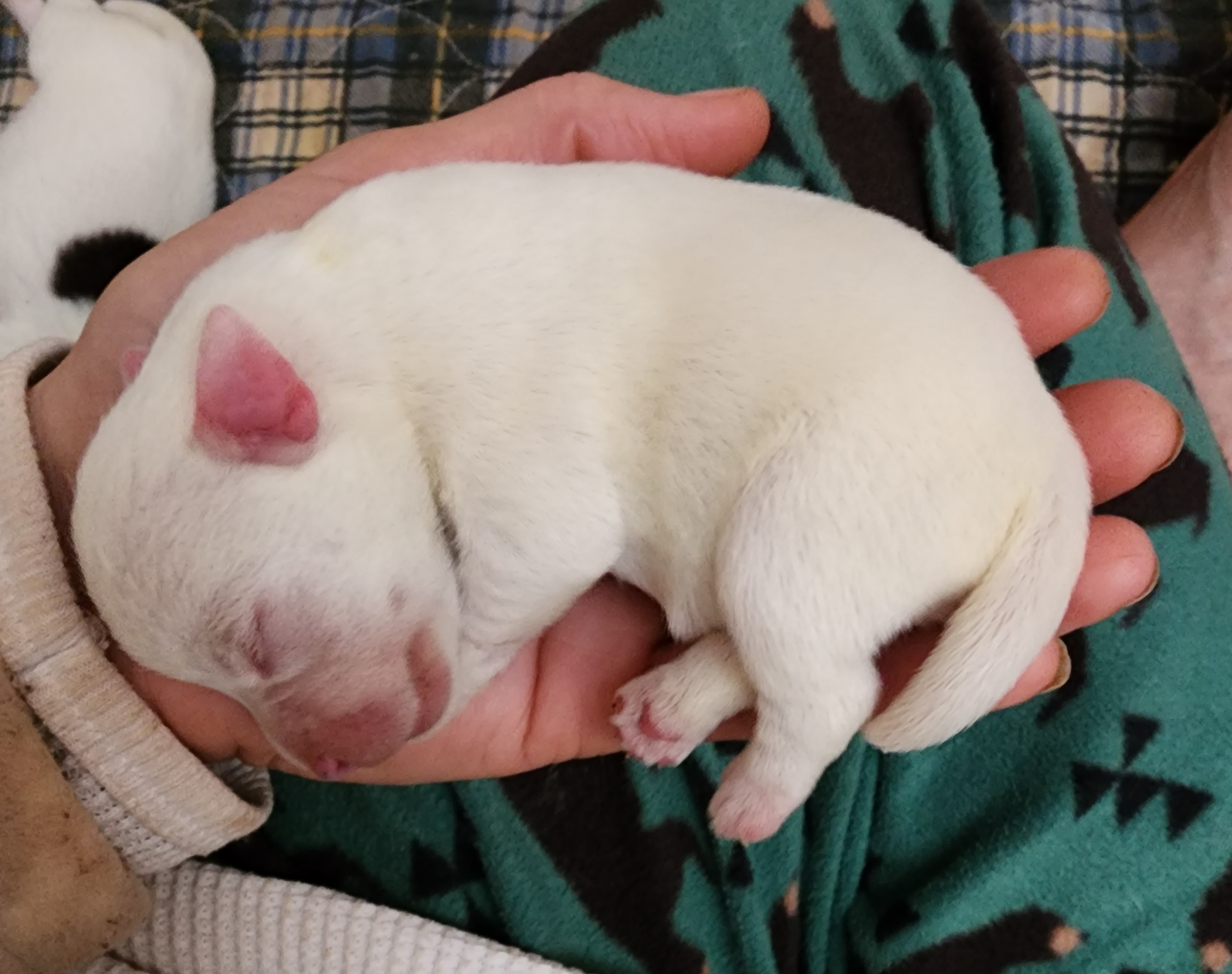 Parson Russell Terrier Puppies from Parhelion Parsons
