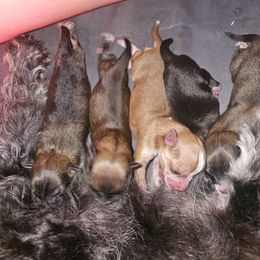 Pomsky puppies from We R Puppies