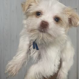 Girl 1 - Tan Yorkshire Terrier puppy in Catawba, North Carolina from Gamora’s Galactic Paw Pals