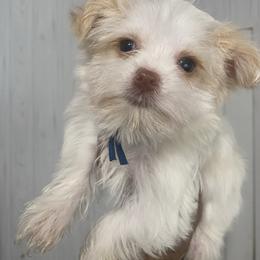 Girl 1 - Tan Yorkshire Terrier puppy in Catawba, North Carolina from Gamora’s Galactic Paw Pals