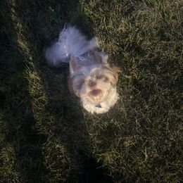 Shih Tzu Puppies from Casa de Santiago