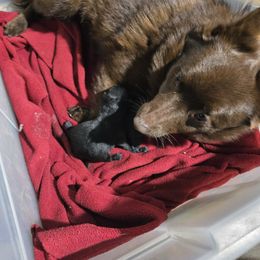 Girl 1 - Schipperke puppy in Alcester, South Dakota from Fischer Kennels