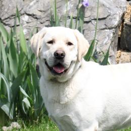Bruno - Labrador Retriever