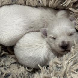 West Highland White Terrier puppies from Diamond in the Ruff