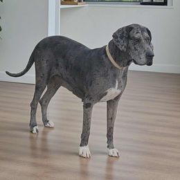 Vixen - Great Dane