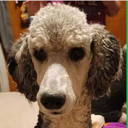 Winnie the poo - Poodle