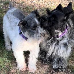 Miniature Schnauzers from TNT Miniature Schnauzers