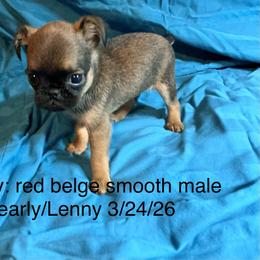 Tunney - Belge male Brussels Griffon puppy in Dawson Springs, Kentucky from Precious Paws and Galafrey