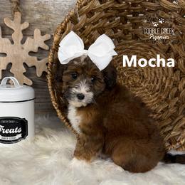 Mocha - Tri-color female Bernedoodle puppy in Heyworth, Illinois from Cobble Creek Puppies