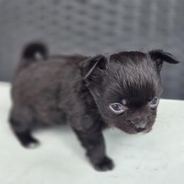 Freddy - Black and white male Chihuahua puppy in Plainfield, Indiana from Abby's Pampered Pooches