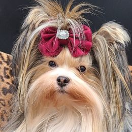 Imzadi - Yorkshire Terrier
